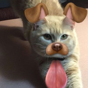 Meet your Posher, Taylor